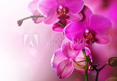 Fototapeta145 x 100  Orchid Flower border design, 145 x 100 cm