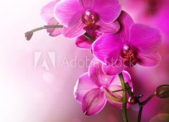 Fototapeta160 x 116  Orchid Flower border design, 160 x 116 cm