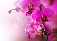 Fototapeta vliesov 200 x 144, 30014255 - Orchid Flower border design - Orchid Flower design hranic