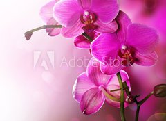 Fototapeta254 x 184  Orchid Flower border design, 254 x 184 cm