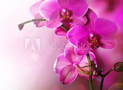 Fototapeta pltno 330 x 244, 30014255 - Orchid Flower border design - Orchid Flower design hranic