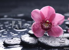 Fototapeta pltno 240 x 174, 30028314 - still life with pebble and macro of orchid with water drops