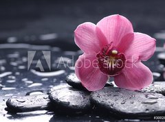 Samolepka flie 270 x 200, 30028314 - still life with pebble and macro of orchid with water drops - zti s oblzky a makro orchidea s vodn kapky