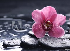Fototapeta pltno 330 x 244, 30028314 - still life with pebble and macro of orchid with water drops