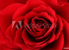 Fototapeta plátno 160 x 116, 30035438 - Rote Rose - Červená růže