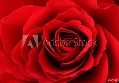 Fototapeta papr 184 x 128, 30035438 - Rote Rose - erven re