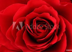 Fototapeta papr 254 x 184, 30035438 - Rote Rose