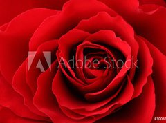 Samolepka flie 270 x 200, 30035438 - Rote Rose - erven re