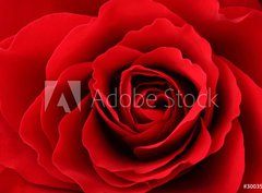 Fototapeta pltno 330 x 244, 30035438 - Rote Rose