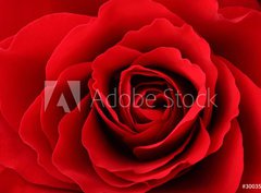 Fototapeta papír 360 x 266, 30035438 - Rote Rose - Červená růže
