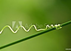 Samolepka flie 100 x 73, 30109115 - An ivy plant - Bean