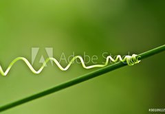 Fototapeta pltno 174 x 120, 30109115 - An ivy plant