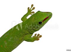 Samolepka flie 100 x 73  lezard vert, 100 x 73 cm