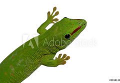 Samolepka flie 145 x 100, 3016112 - lezard vert