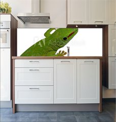 Fototapeta do kuchyn flie 180 x 60, 3016112 - lezard vert