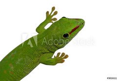 Fototapeta papr 184 x 128, 3016112 - lezard vert