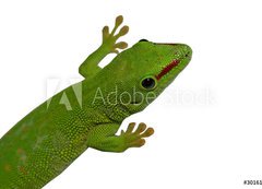 Samolepka flie 200 x 144, 3016112 - lezard vert