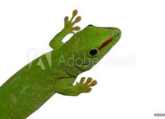 Fototapeta pltno 240 x 174, 3016112 - lezard vert