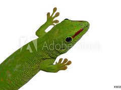 Samolepka flie 270 x 200, 3016112 - lezard vert