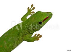 Fototapeta330 x 244  lezard vert, 330 x 244 cm