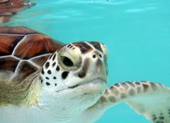 Fototapeta pltno 240 x 174, 3040978 - water turtle