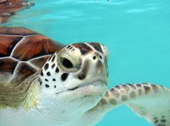 Samolepka flie 270 x 200, 3040978 - water turtle - vodn elva