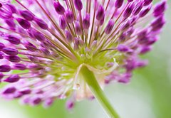 Fototapeta vliesov 145 x 100, 30429573 - allium