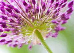 Fototapeta papr 160 x 116, 30429573 - allium