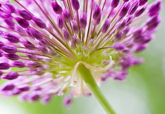 Fototapeta papr 184 x 128, 30429573 - allium