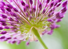 Samolepka flie 200 x 144  allium, 200 x 144 cm