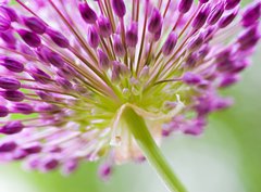 Fototapeta pltno 330 x 244, 30429573 - allium