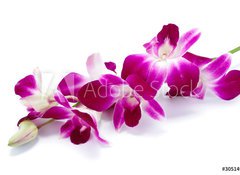 Samolepka flie 100 x 73, 30514912 - Orchidea