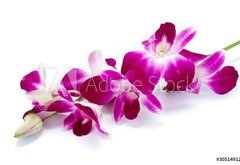Samolepka flie 145 x 100, 30514912 - Orchidea