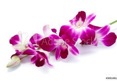 Fototapeta papr 184 x 128, 30514912 - Orchidea