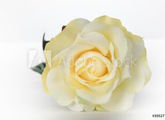 Fototapeta100 x 73  Single White Rose, 100 x 73 cm
