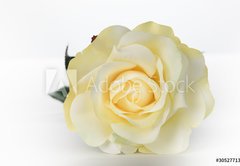 Samolepka flie 145 x 100, 30527713 - Single White Rose