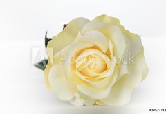 Fototapeta174 x 120  Single White Rose, 174 x 120 cm
