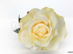 Fototapeta330 x 244  Single White Rose, 330 x 244 cm