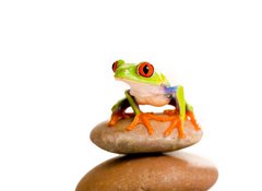 Fototapeta vliesov 100 x 73, 30553672 - Red Eyed Tree Frog