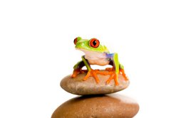 Samolepka flie 145 x 100, 30553672 - Red Eyed Tree Frog