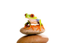 Fototapeta270 x 200  Red Eyed Tree Frog, 270 x 200 cm