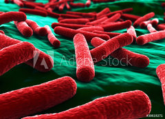 Samolepka flie 200 x 144, 30619271 - E coli Bacteria close up