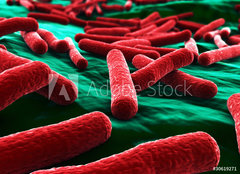 Fototapeta254 x 184  E coli Bacteria close up, 254 x 184 cm