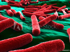 Fototapeta330 x 244  E coli Bacteria close up, 330 x 244 cm