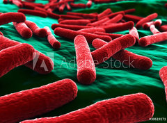 Fototapeta360 x 266  E coli Bacteria close up, 360 x 266 cm