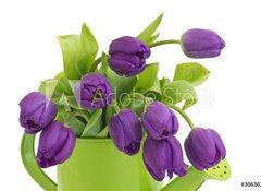 Samolepka flie 100 x 73, 30636217 - bunch of violet tulips