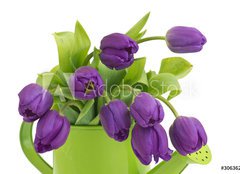 Fototapeta papr 160 x 116, 30636217 - bunch of violet tulips