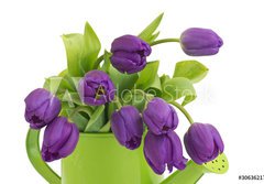 Fototapeta papr 184 x 128, 30636217 - bunch of violet tulips