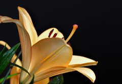 Samolepka flie 145 x 100  pistils d iris, 145 x 100 cm