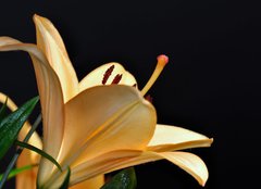 Fototapeta254 x 184  pistils d iris, 254 x 184 cm
